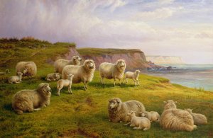Dorset Sahilinde Koyunlar